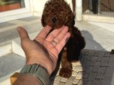 Petmode Köpek Çiftliğinden Tea Cup Kore Poodle Yavrular