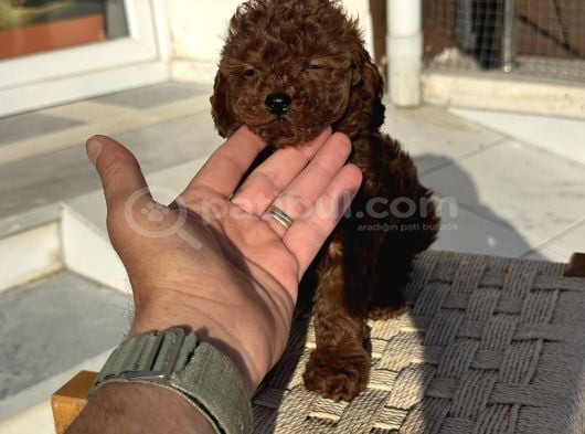 Petmode Köpek Çiftliğinden Tea Cup Kore Poodle Yavrular görsel