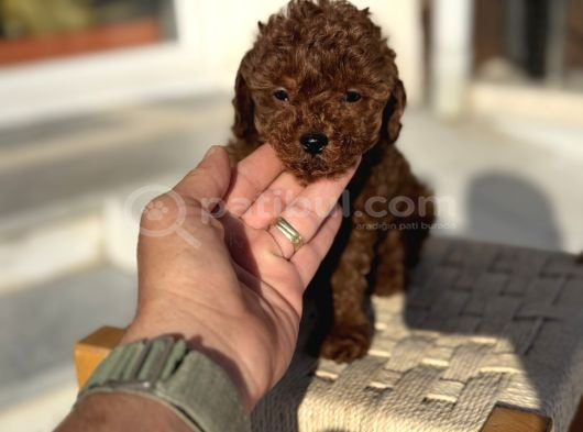 Petmode Köpek Çiftliğinden Tea Cup Kore Poodle Yavrular görsel