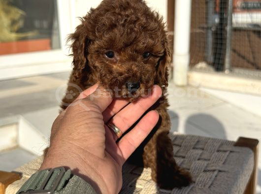 Petmode Köpek Çiftliğinden Tea Cup Kore Poodle Yavrular görsel