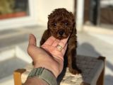 Petmode Köpek Çiftliğinden Tea Cup Kore Poodle Yavrular