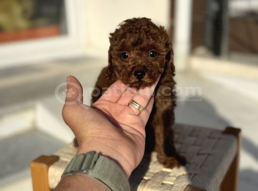 Petmode Köpek Çiftliğinden Tea Cup Kore Poodle Yavrular görsel