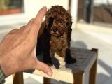 Petmode Köpek Çiftliğinden Tea Cup Kore Poodle Yavrular