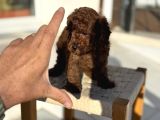 Petmode Köpek Çiftliğinden Tea Cup Kore Poodle Yavrular