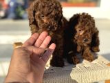 Petmode Köpek Çiftliğinden Tea Cup Kore Poodle Yavrular