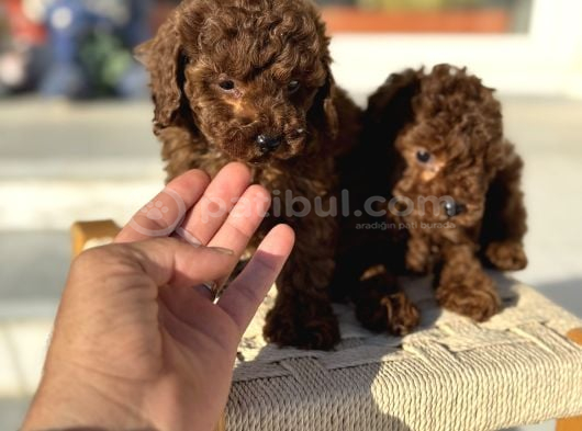 Petmode Köpek Çiftliğinden Tea Cup Kore Poodle Yavrular görsel