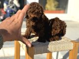 Petmode Köpek Çiftliğinden Tea Cup Kore Poodle Yavrular