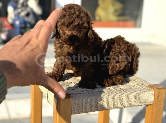 Petmode köpek çiftliğinden Tea Cup Kore Poodle yavrular