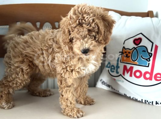 Petmode Köpek Çiftliğinden Wc Eğitimli Maltipoo Yavrumuz görsel