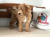 Petmode Köpek Çiftliğinden Wc Eğitimli Maltipoo Yavrumuz