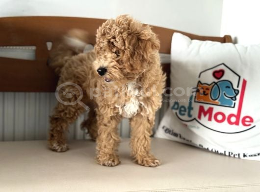 Petmode Köpek Çiftliğinden Wc Eğitimli Maltipoo Yavrumuz görsel