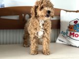 Petmode Köpek Çiftliğinden Wc Eğitimli Maltipoo Yavrumuz