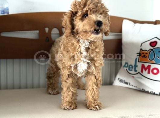 Petmode Köpek Çiftliğinden Wc Eğitimli Maltipoo Yavrumuz görsel