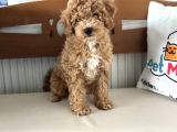 Petmode Köpek Çiftliğinden Wc Eğitimli Maltipoo Yavrumuz