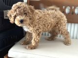 Petmode Köpek Çiftliğinden Wc Eğitimli Maltipoo Yavrumuz