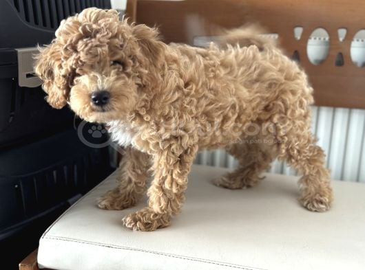 Petmode Köpek Çiftliğinden Wc Eğitimli Maltipoo Yavrumuz görsel