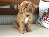 Petmode köpek çiftliğinden wc eğitimli maltipoo yavrumuz