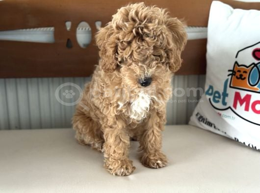 Petmode köpek çiftliğinden wc eğitimli maltipoo yavrumuz