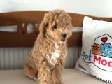 Petmode Köpek Çiftliğinden Wc Eğitimli Maltipoo Yavrumuz