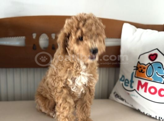 Petmode Köpek Çiftliğinden Wc Eğitimli Maltipoo Yavrumuz görsel