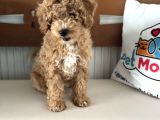 Petmode Köpek Çiftliğinden Wc Eğitimli Maltipoo Yavrumuz