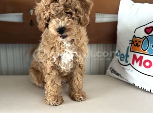 Petmode Köpek Çiftliğinden Wc Eğitimli Maltipoo Yavrumuz görsel