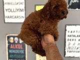Rezerve Açık Toypoddle Yavrularımız
