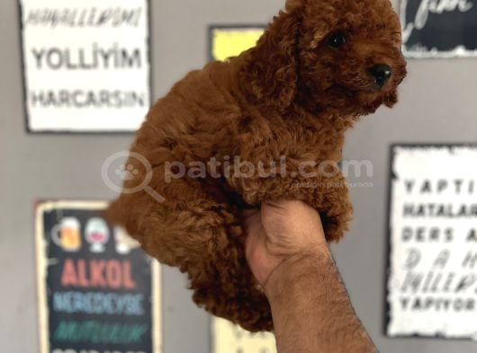 Rezerve Açık Toypoddle Yavrularımız görsel