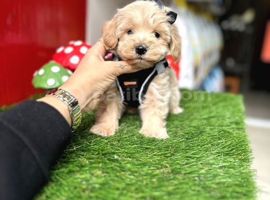 Hem mini hem akıllı maltipoo yavrular hazır