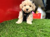 Hem Mini Hem Akıllı Maltipoo Yavrular Hazır