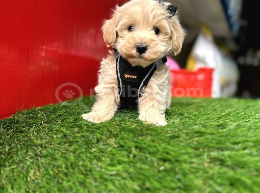 Hem Mini Hem Akıllı Maltipoo Yavrular Hazır görsel