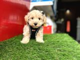 Hem Mini Hem Akıllı Maltipoo Yavrular Hazır