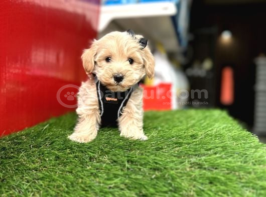 Hem Mini Hem Akıllı Maltipoo Yavrular Hazır görsel