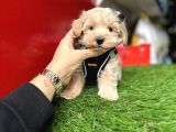 Hem Mini Hem Akıllı Maltipoo Yavrular Hazır