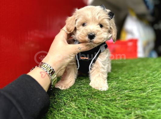Hem Mini Hem Akıllı Maltipoo Yavrular Hazır görsel
