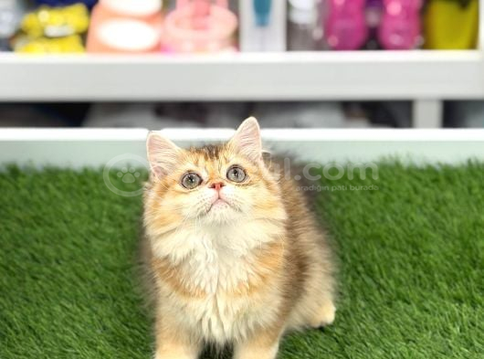 Safkan Bri̇ti̇sh Yavrularimiz görsel
