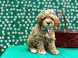 Oyuncu Sosyal Maltipoo Bebekler