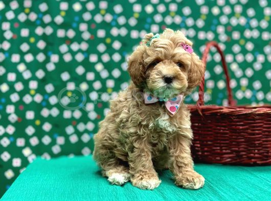 Oyuncu Sosyal Maltipoo Bebekler görsel