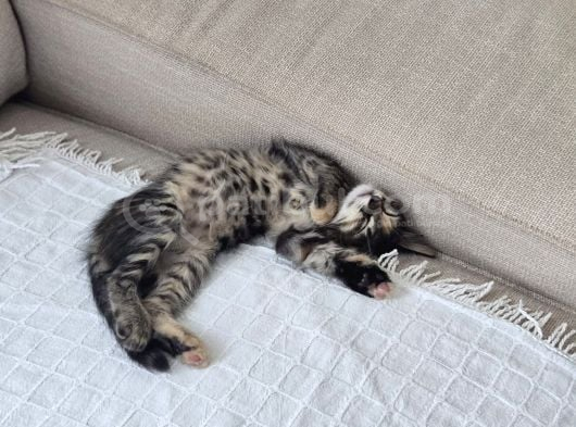 2 Aylık Yavru Kedi görsel
