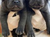 Premi̇um Cane Corsa Yavrulari