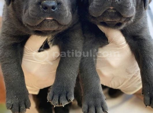 Premi̇um Cane Corsa Yavrulari görsel