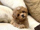 Orjinal Kore Teacup Maltipoo Yavrularimiz