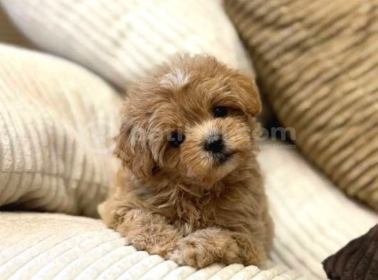 Orjinal Kore Teacup Maltipoo Yavrularimiz görsel