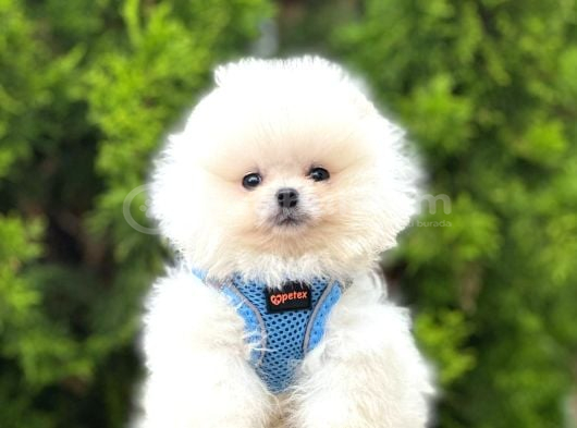 Pomeranian Irkının En Sevimli Bebekleri görsel