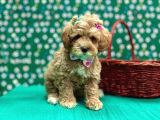 Oyuncu Sosyal Maltipoo Bebekler
