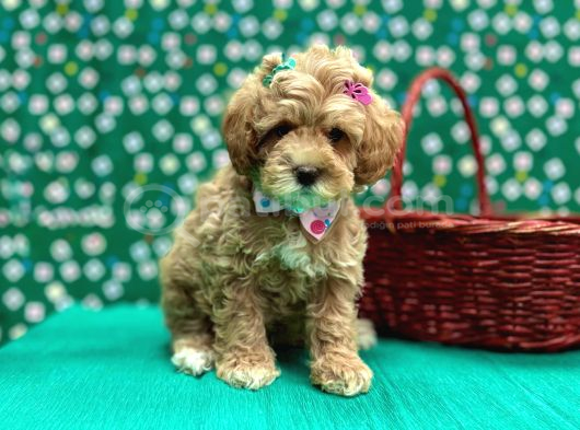 Oyuncu Sosyal Maltipoo Bebekler görsel