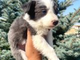 Petmode Köpek Çiftliğinden Border Collie Yavrularımız