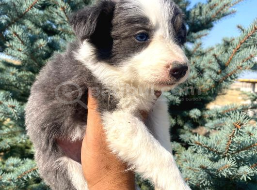 Petmode Köpek Çiftliğinden Border Collie Yavrularımız görsel