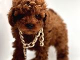 Seçkin Ailelere Özel Toy Poodle Bebekler