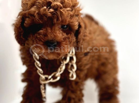 Seçkin Ailelere Özel Toy Poodle Bebekler görsel